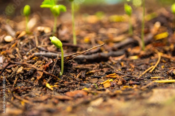Obraz Sapling growing from the ground