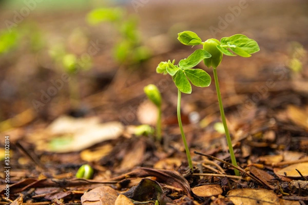 Obraz Sapling growing from the ground