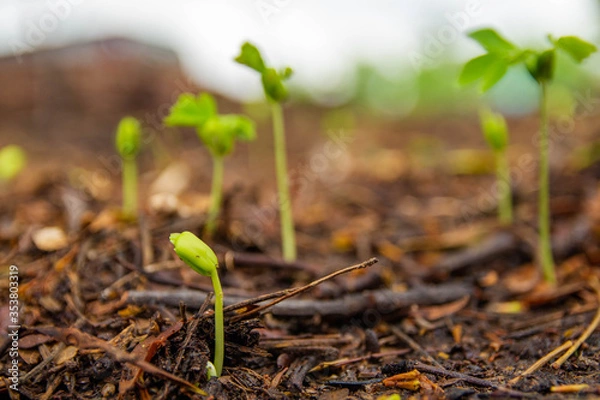 Obraz young green sprout