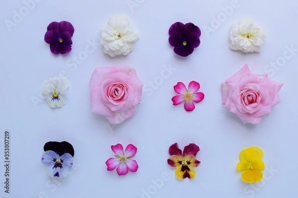 Fototapeta ナチュラルな薔薇とビオラの花びら、白背景