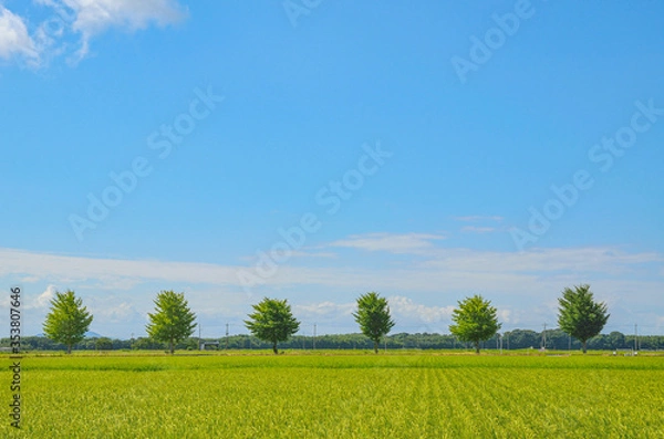 Fototapeta 滋賀県の田園風景