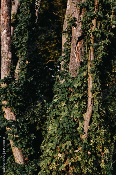 Obraz tree bark texture