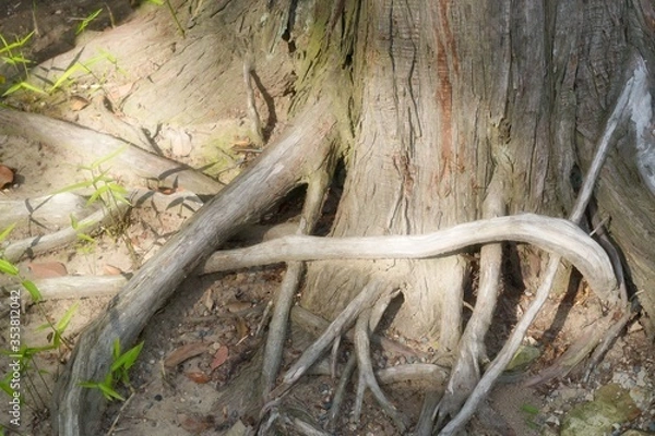 Fototapeta 神奈川