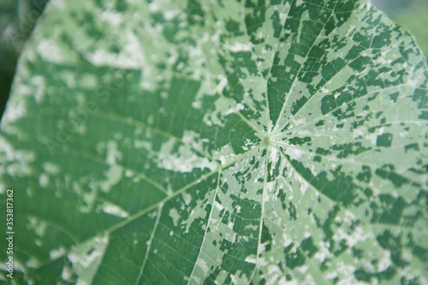 Obraz close up green leaf texture background