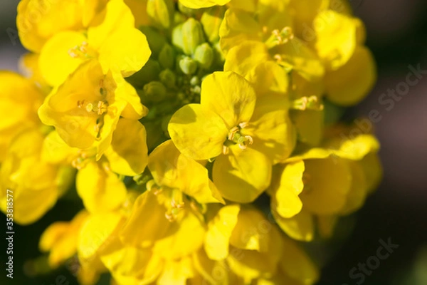 Fototapeta ４月(春に咲く菜の花)