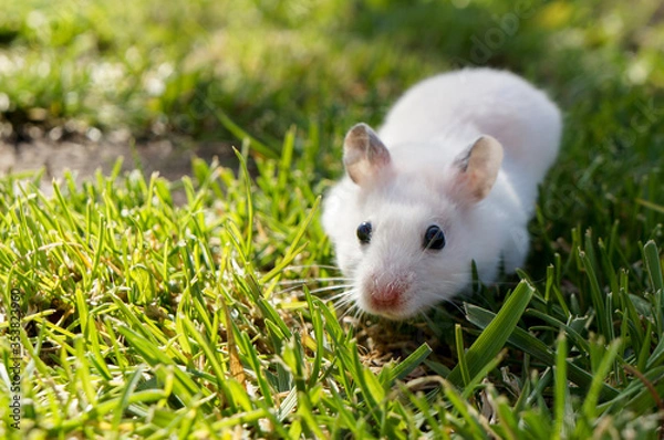 Obraz Funny hamster in green grass