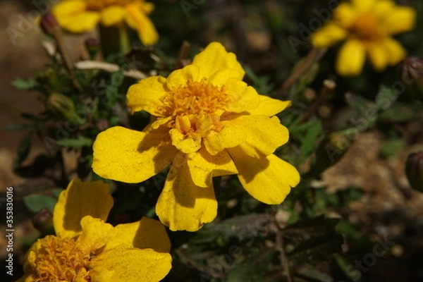 Fototapeta マリーゴールド
