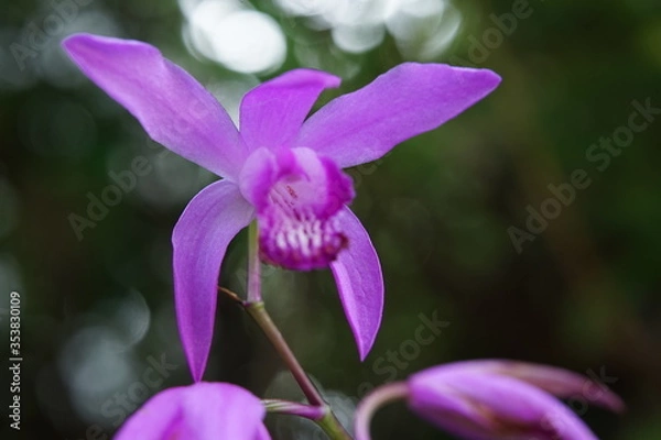 Fototapeta シラン