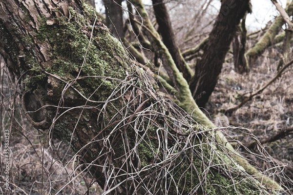 Fototapeta tree in the forest