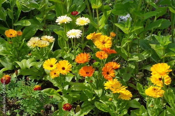 Fototapeta Colorful calendula (lat. Calendula officinalis) blooms in a flower bed in the garden