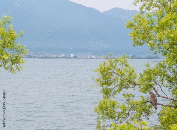 Obraz びわ湖を眺める鷹