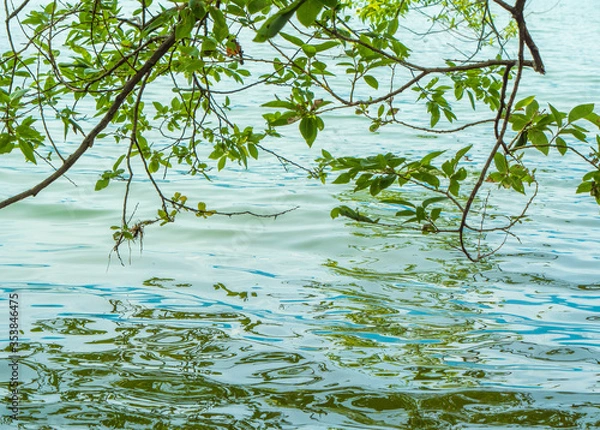 Obraz 水面に反射する木