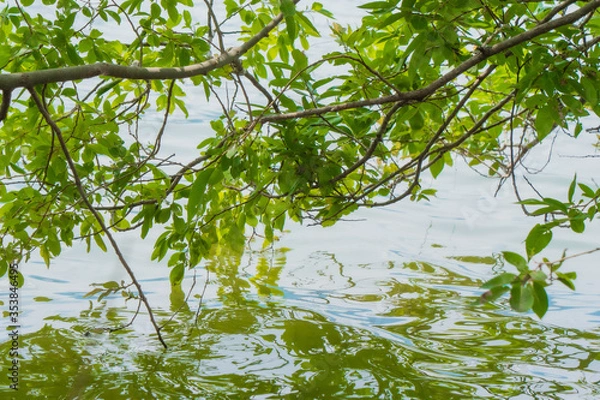 Obraz 水面に反射する木