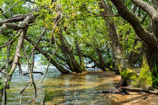 Obraz 森林の水辺