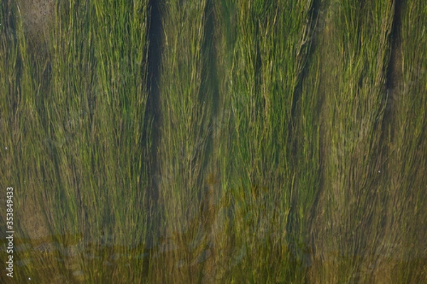 Obraz waving seaweed