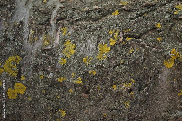 Obraz lichen