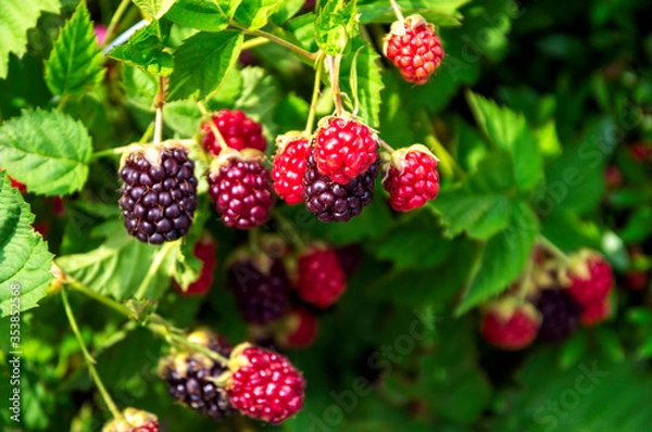 Obraz ラズベリー