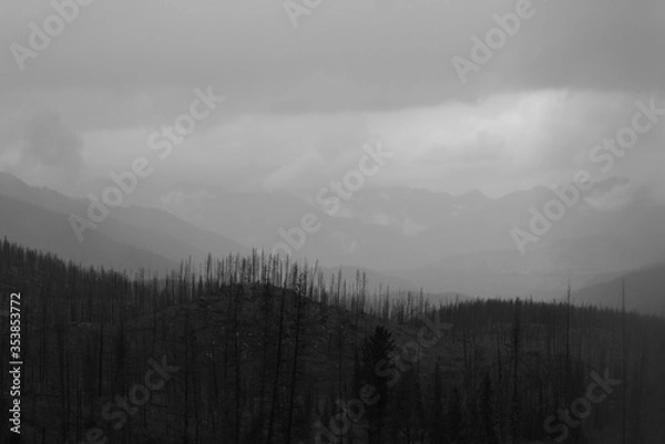 Fototapeta Dead dry forest background