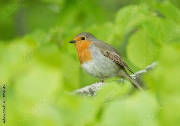 Fototapeta robin on a branch