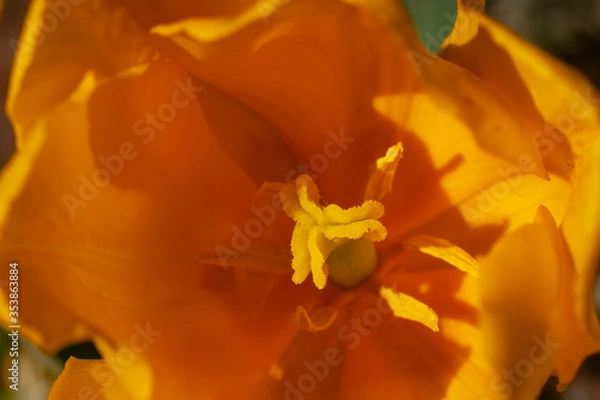 Fototapeta Pestle and stamen of an yellow tulip. Tulip close-up. Background in yellow colors.