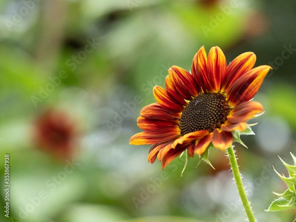 Obraz オレンジの向日葵