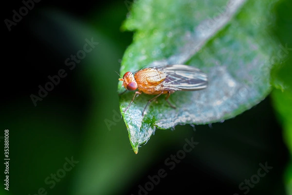 Fototapeta yellow fly macro on leaf, insect magnification