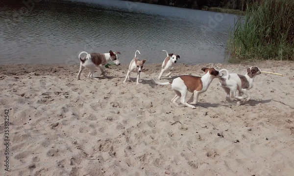 Obraz Whippet Puppy playing beach