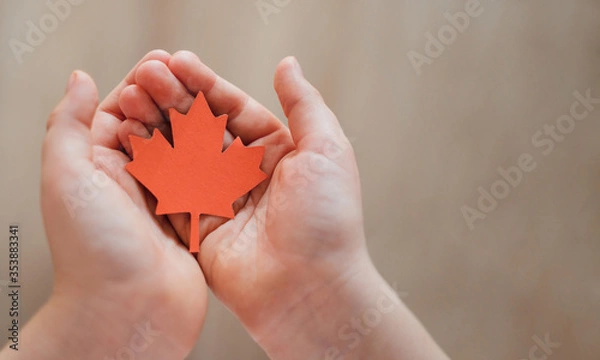 Fototapeta Maple Leaf in children's hands Canada Day place for text