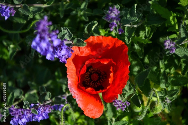Fototapeta Red Peony with other flowers in the background