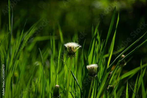 Fototapeta dandelion in grass