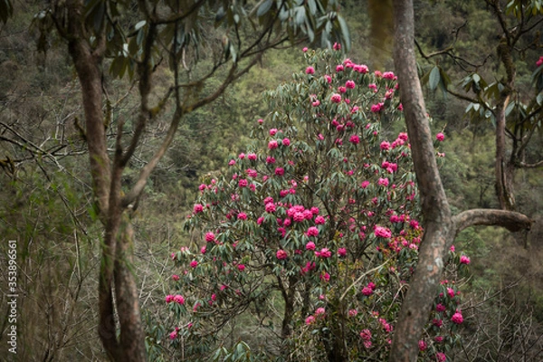 Fototapeta Red Rhododendron Tree in Jungle of Nepal on Annapurna Base Camp Trek