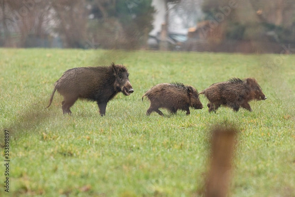 Fototapeta Wildschwein-Bache mit Frischlingen auf einer Wiese
