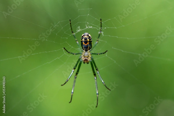 Fototapeta spider on the web