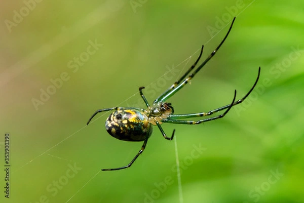 Fototapeta spider on a web