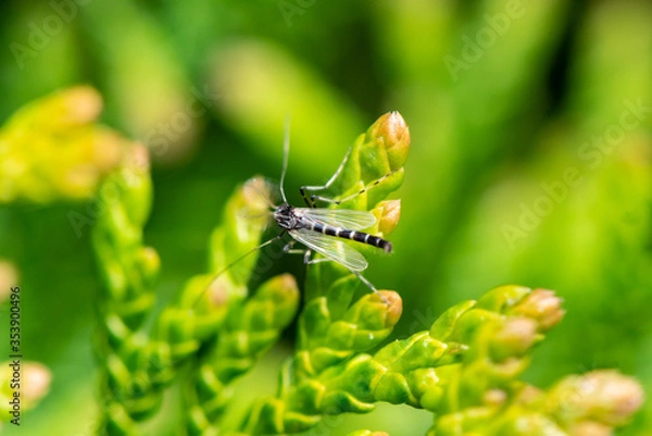 Fototapeta Flying insect on leaf