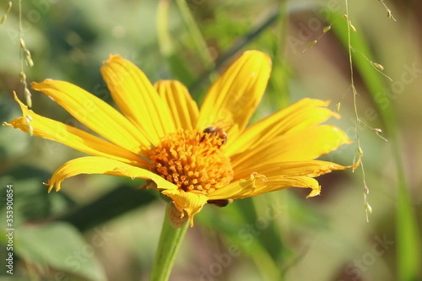 Obraz yellow daisy flower
