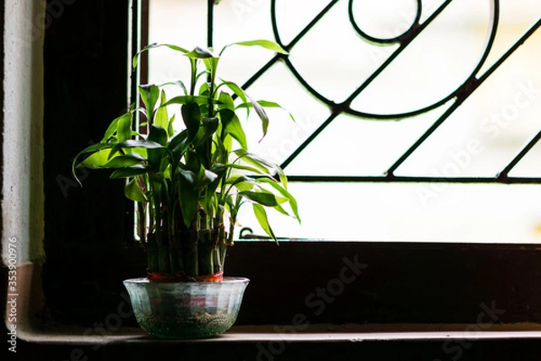 Fototapeta plant in a window