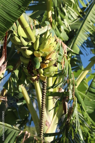 Obraz green palm tree