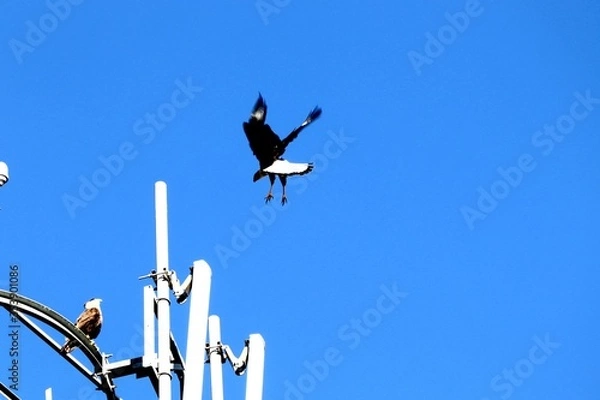 Obraz birds on the roof