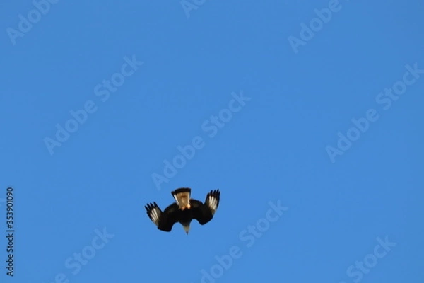 Obraz seagull in flight