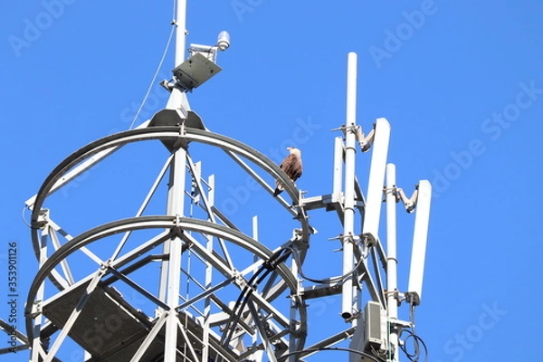 Obraz wind vane on a roof