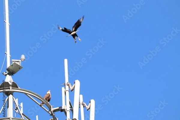 Obraz seagull on the roof