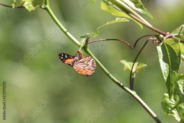 Obraz butterfly on a flower