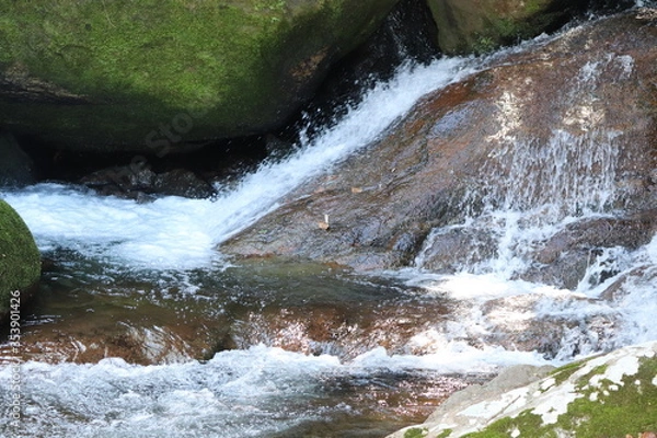 Obraz waterfall in the forest