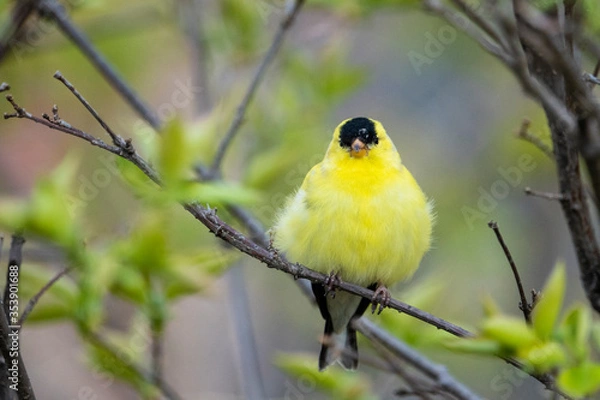 Fototapeta Male American Goldfinch perched in a tree in a park