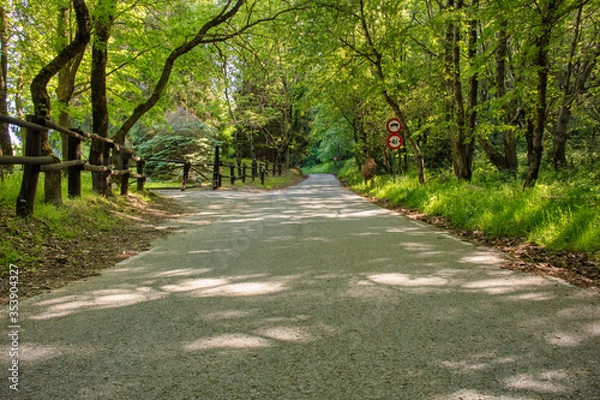 Obraz Road in the forest