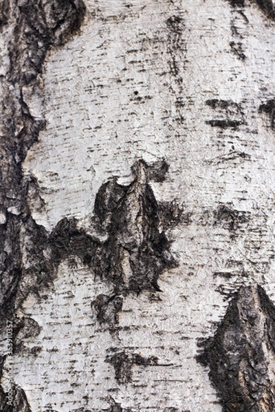 Fototapeta Birch bark, tree bark texture