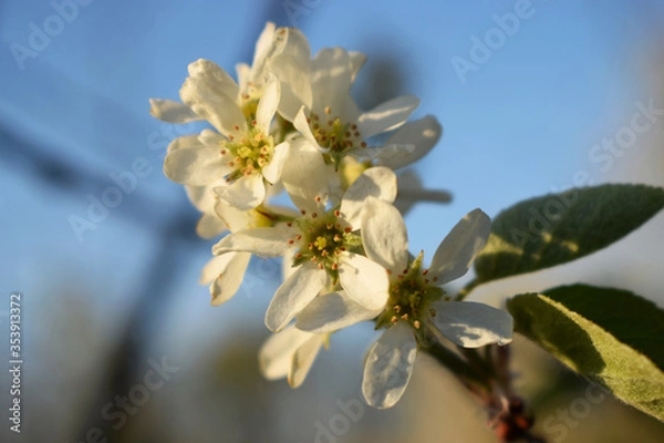 Obraz a blooming shadberry