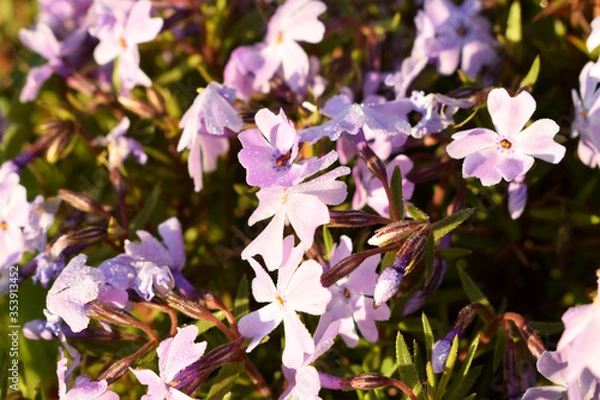 Obraz a blooming Wilson in home garden