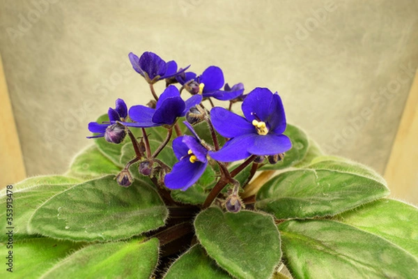 Obraz a blooming violet of home collection